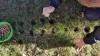 Krokus